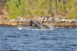 Humpback whale in Alberni Canal