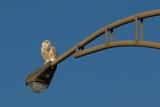 HARFANG DES NEIGES (FEMELLE) / SNOWY OWL (10/01/2006)