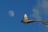 HARFANG DES NEIGES / SNOWY OWL