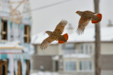 PERDRIX GRISES / GRAY PARTRIDGES