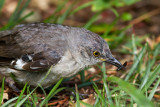 Fledgling