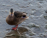 Native resident on frozen sand