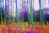 Colorized birch trees