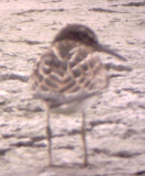 Odd Pectoral Sandpiper