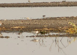 Birding 2010