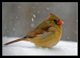 Female Cardinal in snow-s.jpg