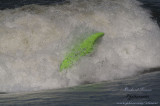20090715 Surf de riviere - Habitat 67 pict0020a.jpg