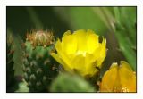 19-05-06 - Cactus 009.jpg