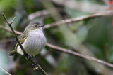 Mistletoe Tyrannulet (Zimmerius parvus)