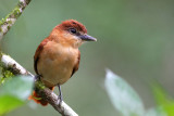 Cinnamon Becard (Pachyramphus c. cinnamomeus)