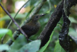 Southern Nightingale-Wren (Microcerculus marginatus)