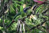 Violet-throated Toucanet (Aulacorhynchus cognatus)