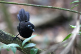 Zeledon's Antbird (Myrmeciza zeledoni macrorhyncha)