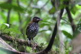 Black-crowned Gnatpitta (Pittasoma michleri)