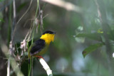 Golden-collared Manakin (Manacus vitellinus)