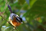 Bertoni's Antbird (Drymophila rubricollis)