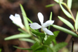 Dendrobium sp.