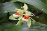Becarri's Coelogyne (Coelogyne beccarii)