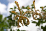 Beccari's Arachnis (Arachnis beccarii)