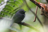 Slaty Antwren (Myrmotherula schisticolor)