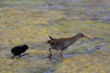 Water Rail (Rallus aquaticus)
