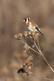 European Goldfinch (Carduelis carduelis)