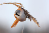 Bearded Reedling (Panurus biarmicus)
