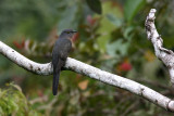 Brush Cuckoo (Cacomantis variolosus)