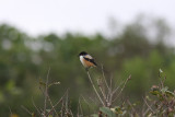 Long-talied Shrike (Lanius shach)