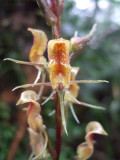 Cryptostylis sp.