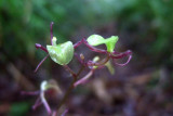 Liparis sp.