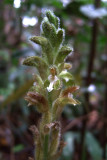 Orchid sp.