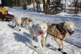 Iditarod37_Anc_07Mar2009_ 073.JPG