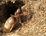 Lasius sp. AU8 #3757