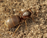 Lasius sp. AU8 #3771g
