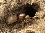 Lasius sp. AU8 #3799