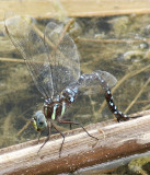 Black-tipped Darner - Aeshna tuberculifera AU5 #51
