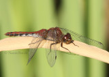 Sympetrum sp AU5 #173