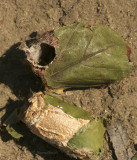 Antheraea polyphemus cocoon showing exit hole MY9 #9589