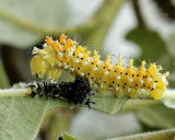 Hyalophora cecropia - third instar JN9 #8134