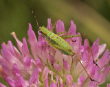 Scudderia nymph JL9 #1713