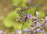 Blue Dasher - Pachydiplax longipennis JL9 #3788