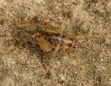 Ceuthophilus maculatus - AU9 #5793
