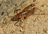 Ceuthophilus maculatus - AU9 #5804