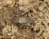 Striped Ground Cricket - Allonemobius fasciatus - AU9 #4096