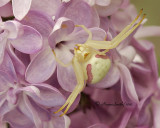 Misumena vatia MY10 #2522