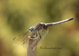 Blue Dasher - Pachydiplax longipennis JL10 #9956