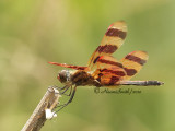 Halloween Pennant - Celithemis eponina JL10 #3000
