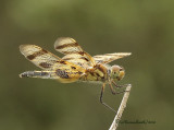 Halloween Pennant - Celithemis eponina JL10 #2992