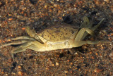 Crab S10 #6218